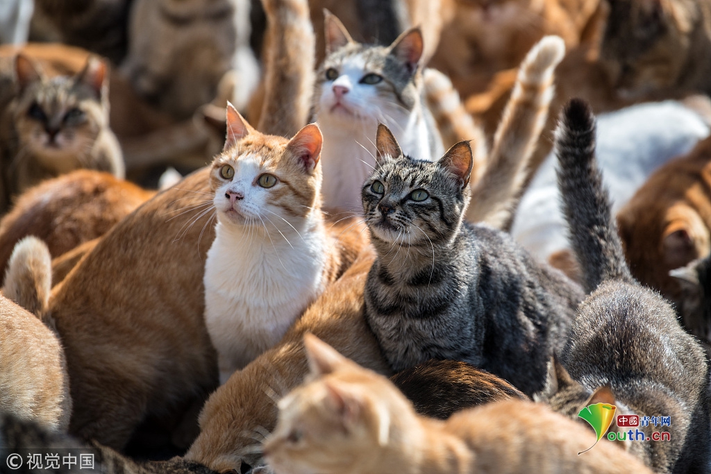猫多为患!日本著名猫岛对所有猫咪实施绝育