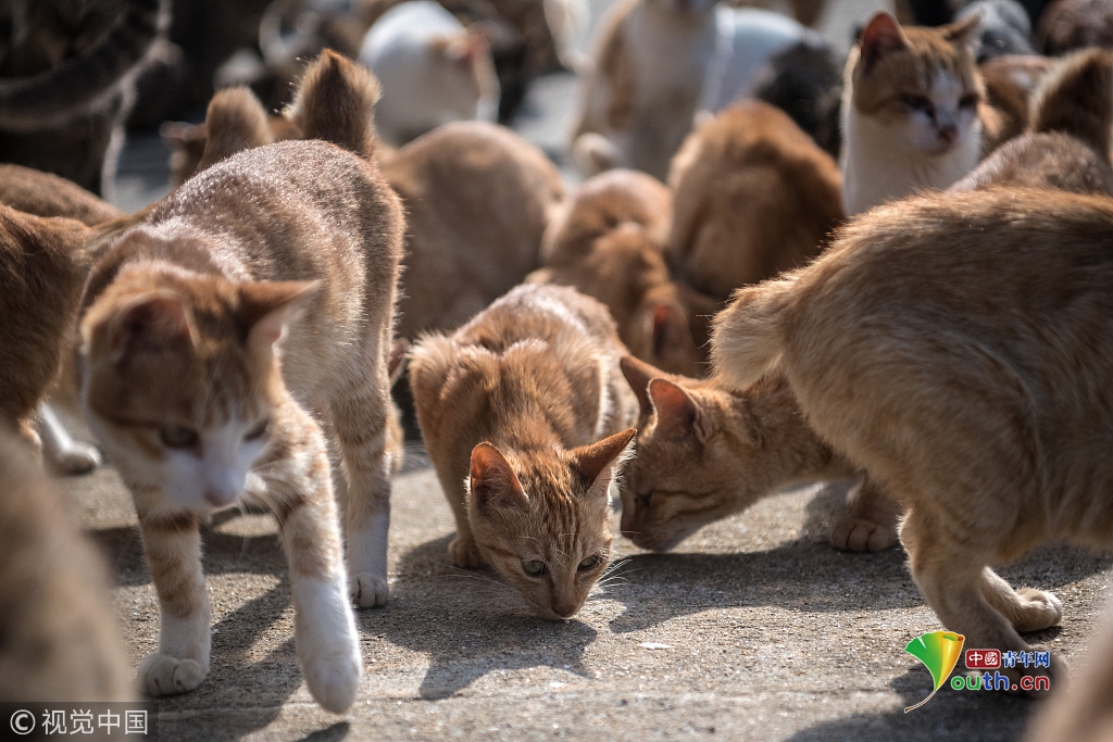 日本著名猫岛对所有猫咪实施绝育