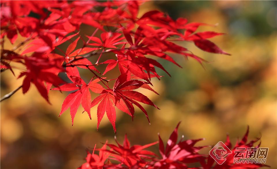 黑龙潭公园枫叶红于二月花.