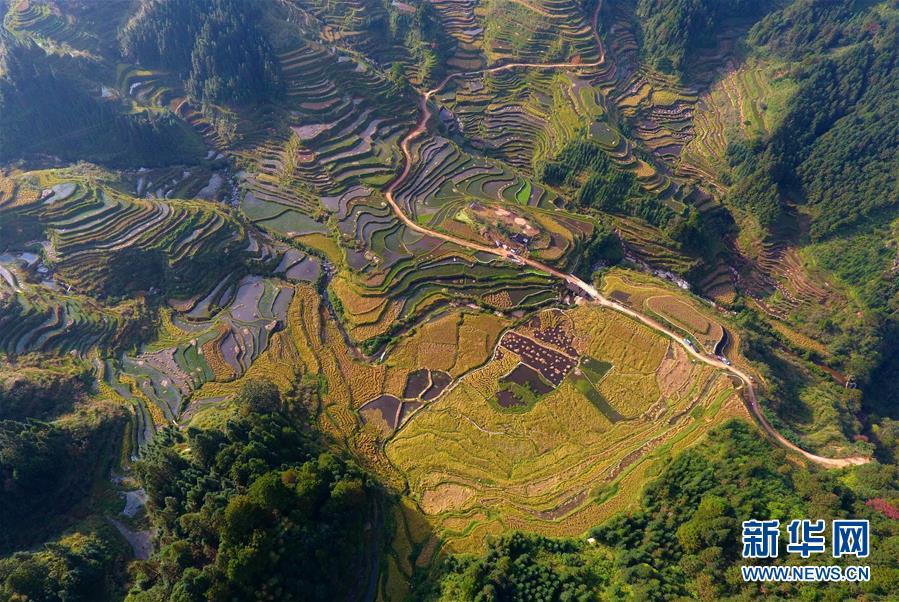 这是广西融水苗族自治县安太乡元宝村香糯种植基地(10月30日无人机