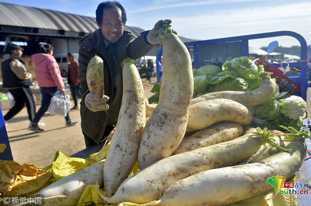 辽宁农民种出重18斤长约1米的巨大萝卜俩壮汉才可拔出