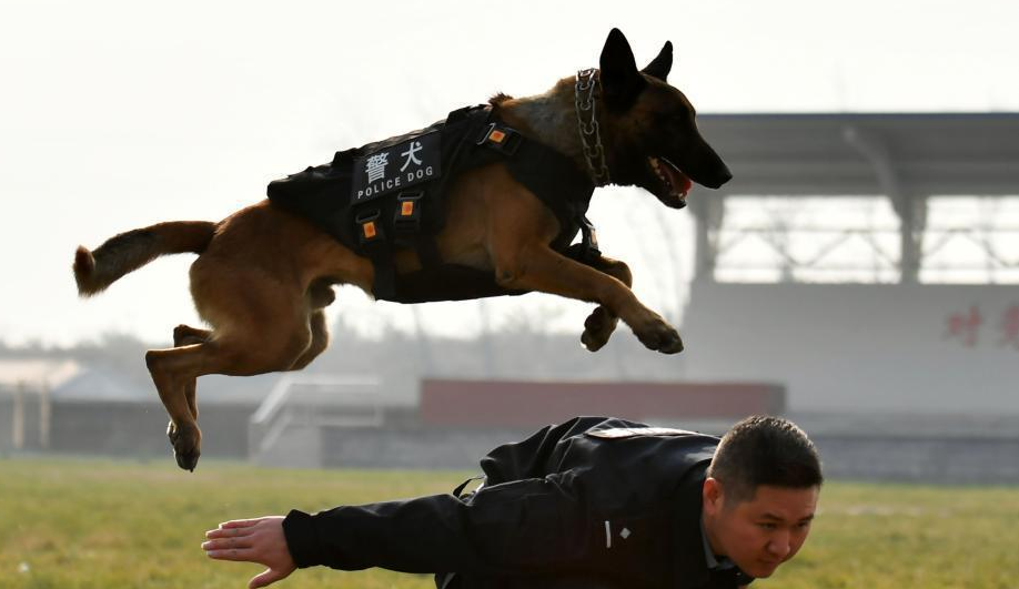 探访中国"最牛"警犬