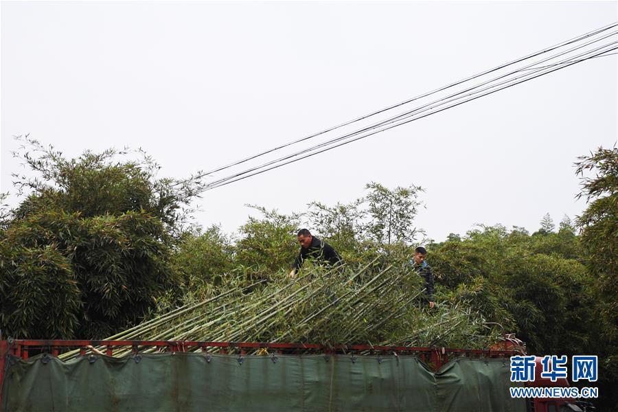 工作人员在位于重庆市大足区宝兴镇的雷竹林里装运即将销往外地的竹