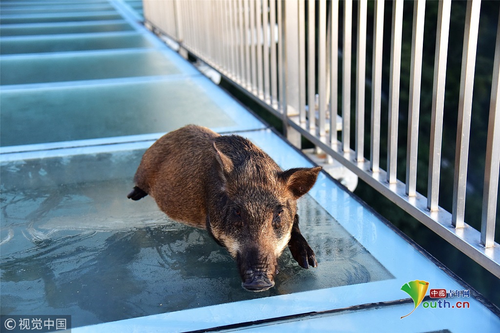 小野猪误入玻璃桥吓得发抖保安解救 猪:你们人