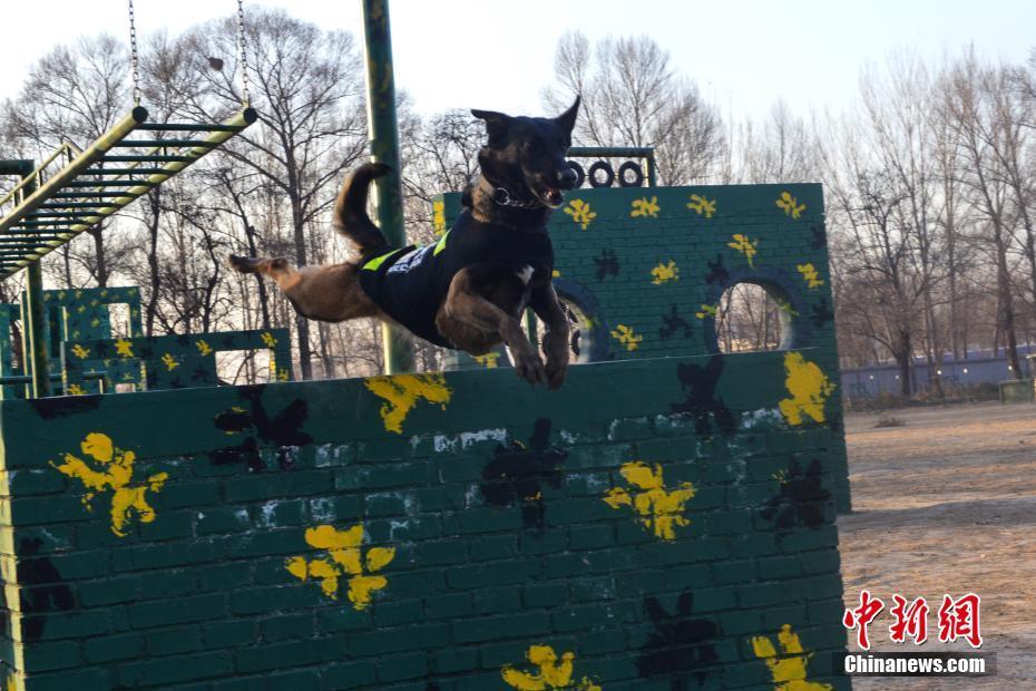 走进武警忻州支队警犬训练场 看警犬是怎样练成