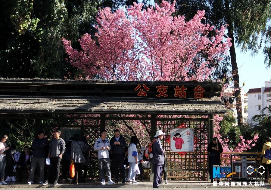 航拍昆明"冬樱花大道" 冬季里的粉色浪漫