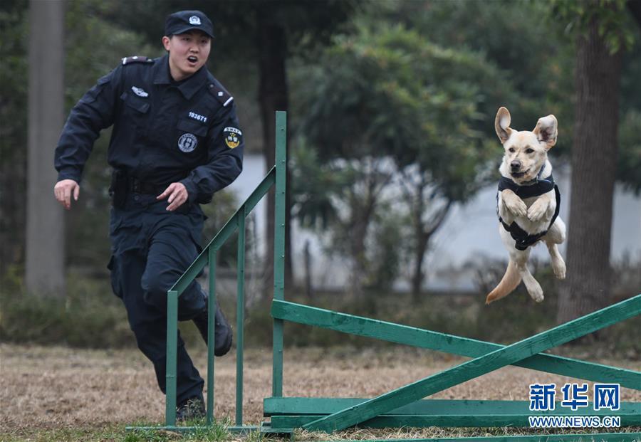 警犬"皮特"备战它的首个春运_新闻频道__中国青年网