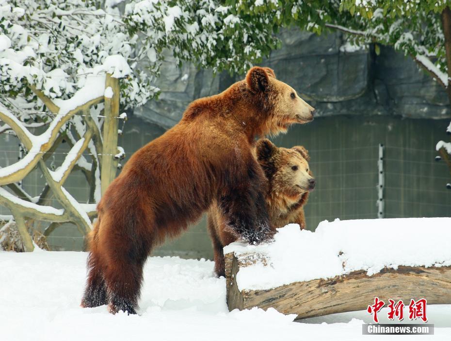 江苏常州淹城野生动物世界动物雪中撒欢 萌态十足