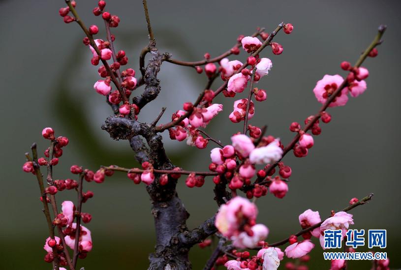 梅花吐蕊迎春来 暗香浮动惹人醉