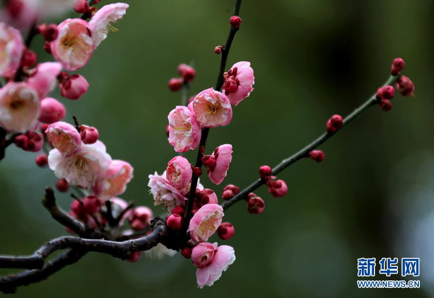 梅花吐蕊迎春来 暗香浮动惹人醉