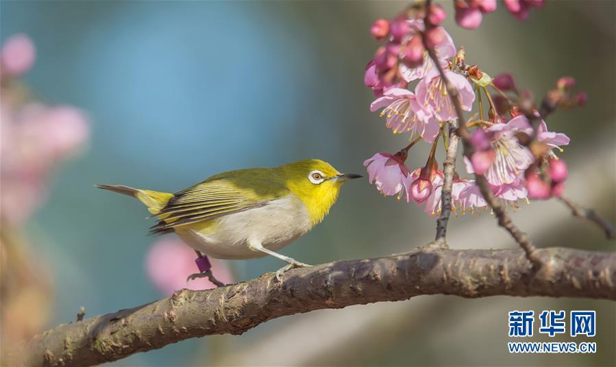 3月14日,一只绣眼鸟在江苏无锡太湖鼋头渚风景区的樱花枝头上小憩.