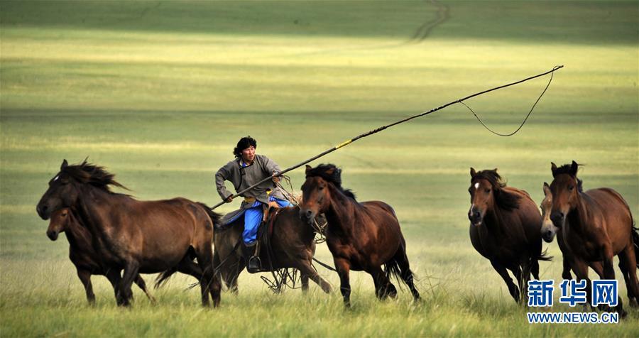 这是内蒙古呼伦贝尔草原陈巴尔虎旗的牧民在套马(2010年8月27日摄).