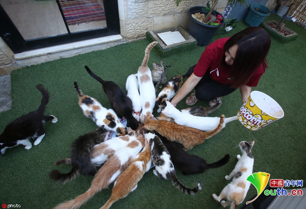 人美心善!巴勒斯坦姑娘给了流浪猫一个家