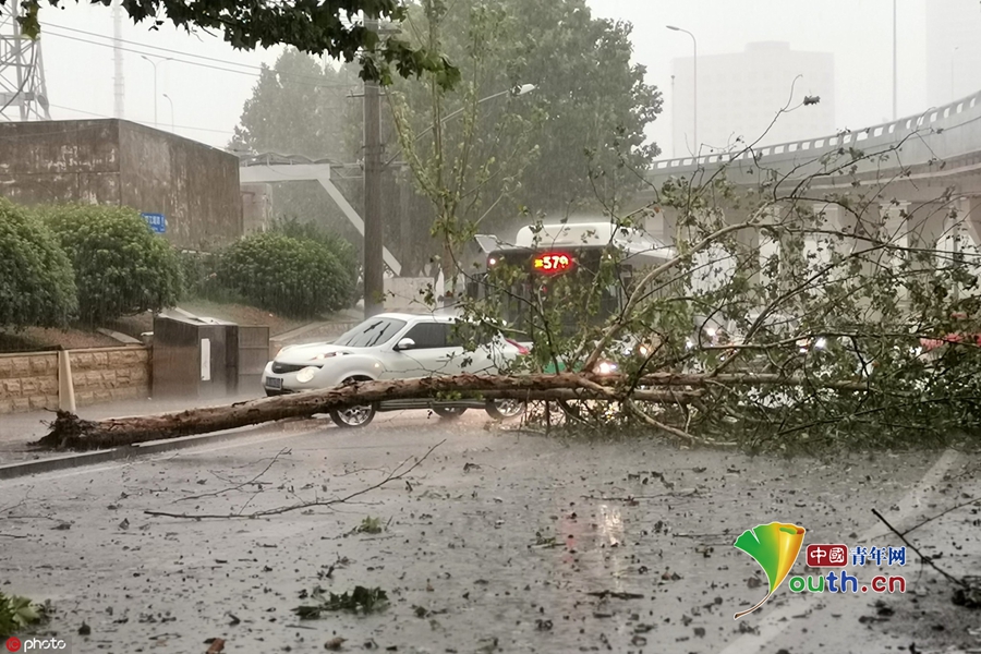 狂风暴雨"突袭"江城武汉 行道树被风吹断