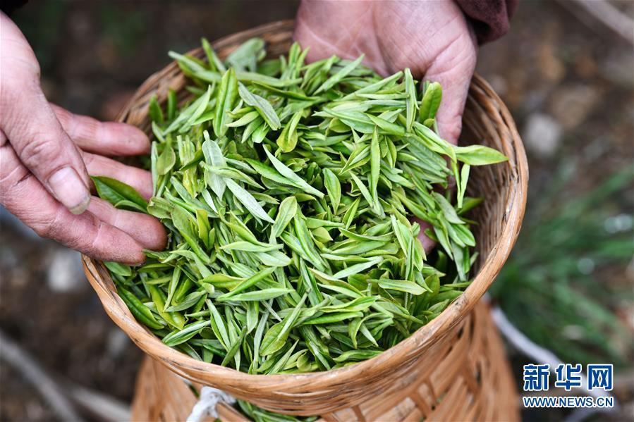 贵州雷山春茶开采