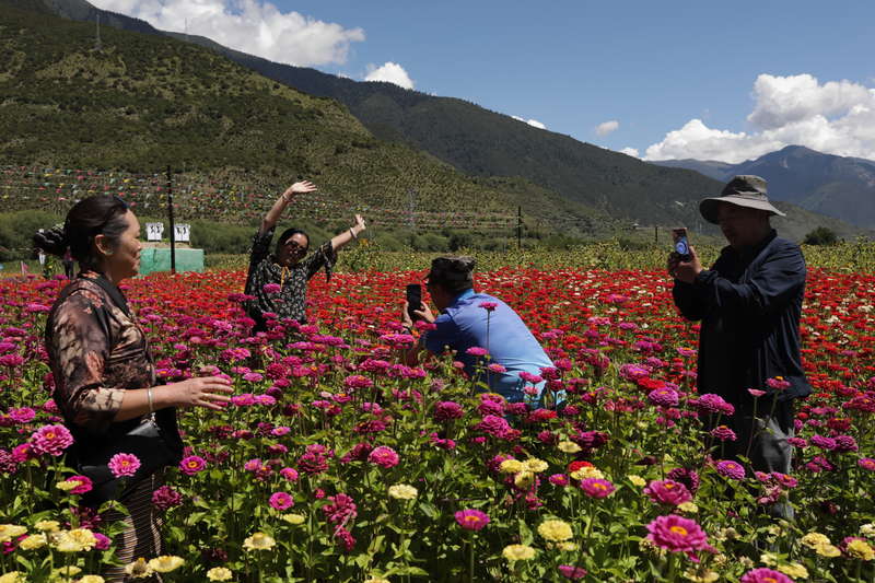 藏区花海美景引人来 新闻频道 中国青年网