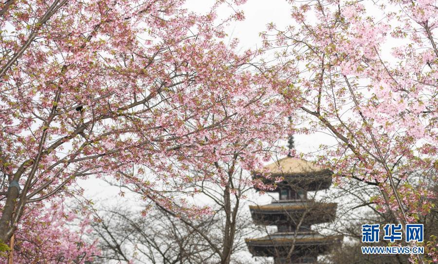 3月3日,武汉东湖樱花园内樱花开放.