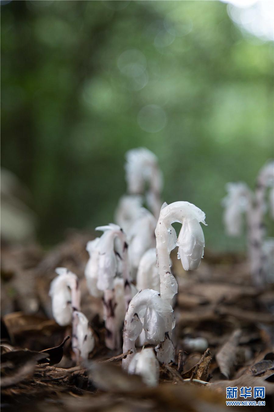 "枯叶里的精灵"水晶兰现身云南耿马