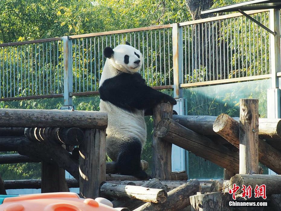 北京动物园“越狱”大熊猫围栏加装防护挡板