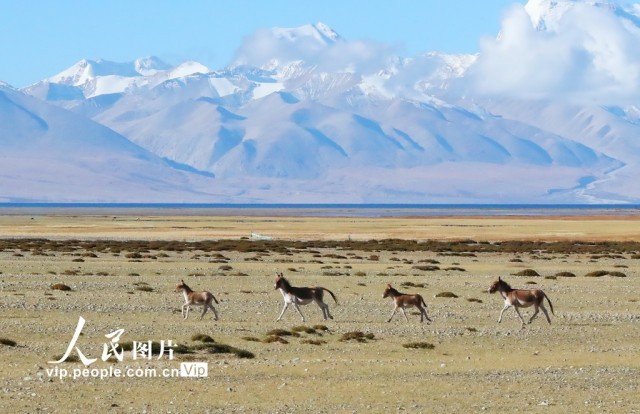 2024年10月12日，几头藏野驴在西藏普兰县境内觅食。