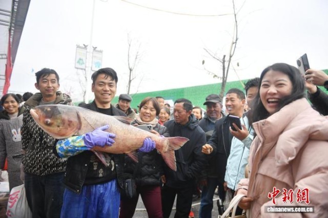 云南江川星云湖开渔引客来