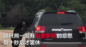 开窗投食被熊扒住 游客不听劝惊恐不知所措