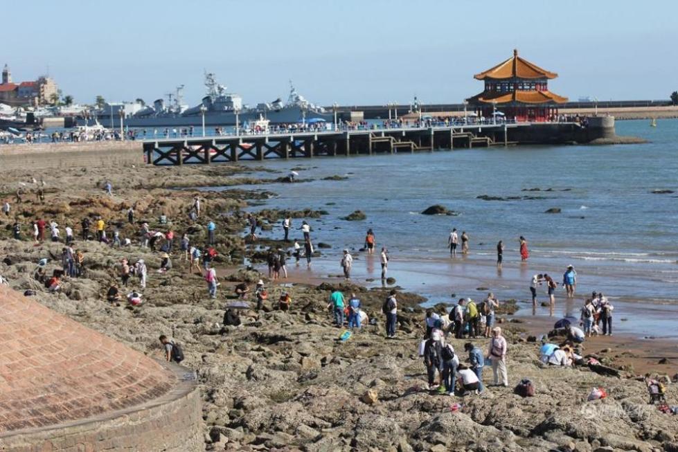 青岛退大潮 市民海滩蛤蜊一挖一麻袋