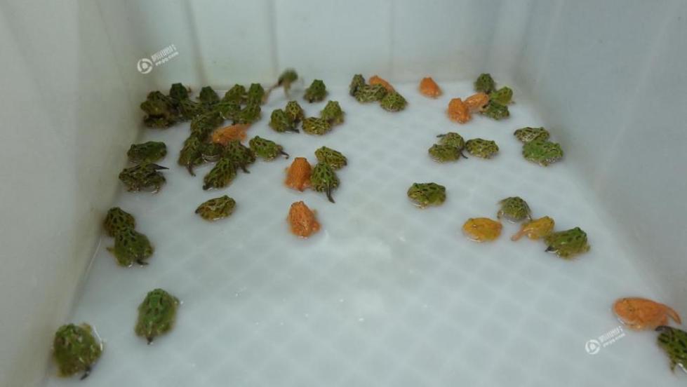 重庆男子痴迷宠物蛙 十年花近百万养蛙