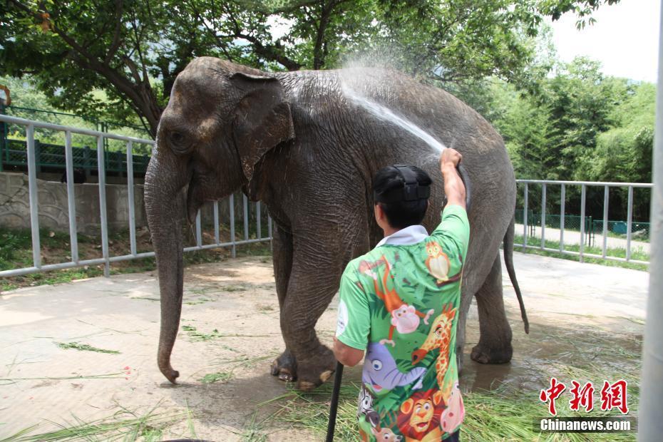 饲养员为大象冲澡.西安秦岭野生动物园 供图