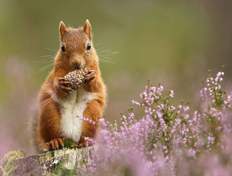 摄影师镜头记录英国红松鼠四季生活
