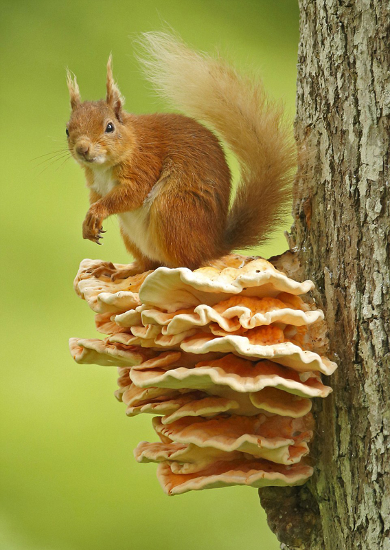 摄影师镜头记录英国红松鼠四季生活