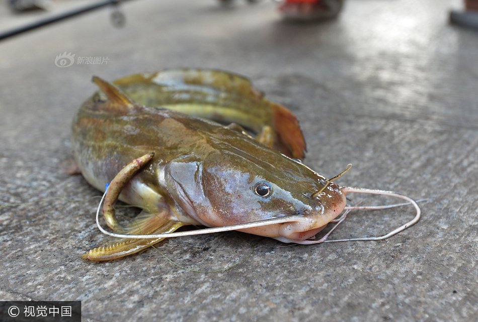 武汉市民钓到怪鱼:长相奇特头部神似老鼠