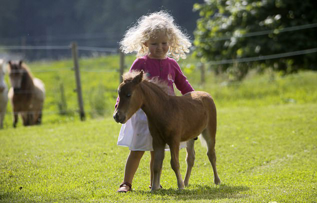 世界最小迷你马身高仅38厘米