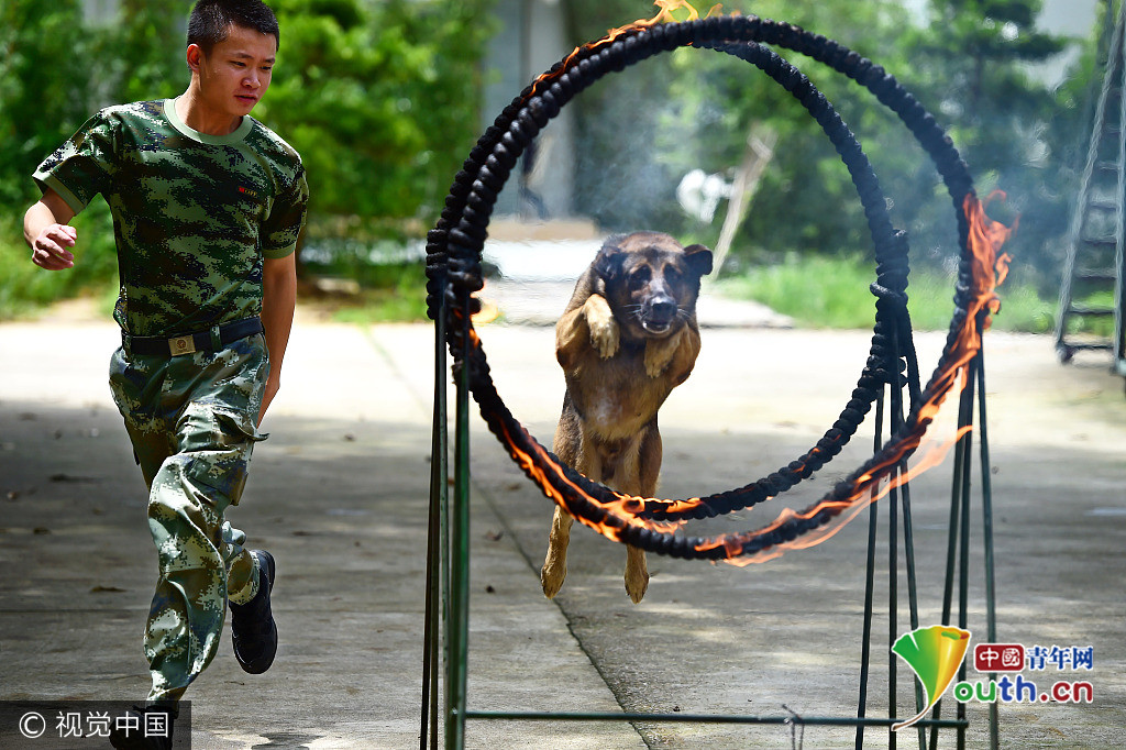 正在训练警犬钻火圈,这么热的天气,警官与警犬都不容易呀.