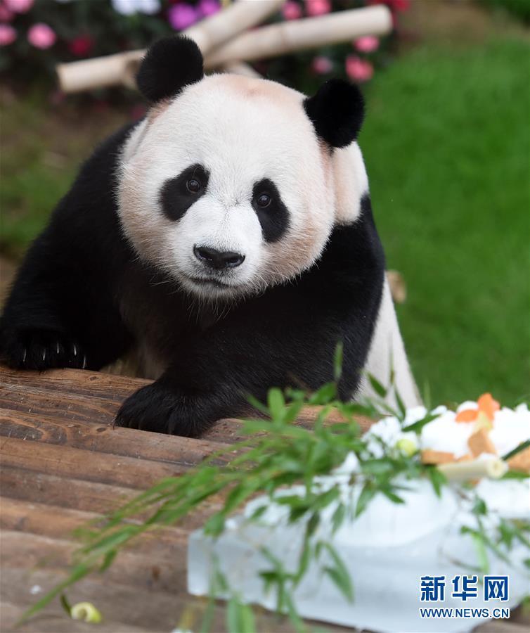 7月12日,在韩国京畿道龙仁市爱宝乐园,旅韩大熊猫乐宝端详着自己的