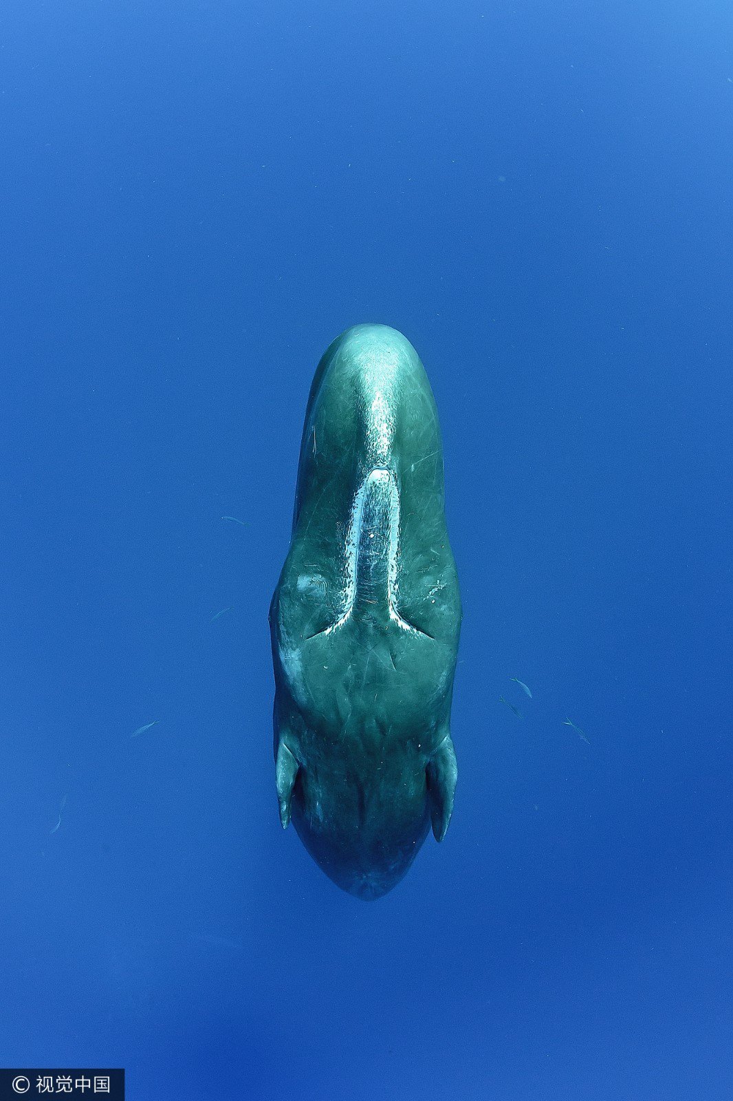 新西兰抹香鲸鱼最后一跃图片素材-编号14025009-图行天下
