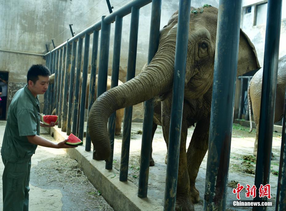 飼養員正在給大象餵食西瓜解暑.