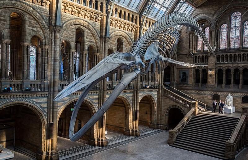 25米长蓝鲸骨架亮相英国博物馆大厅