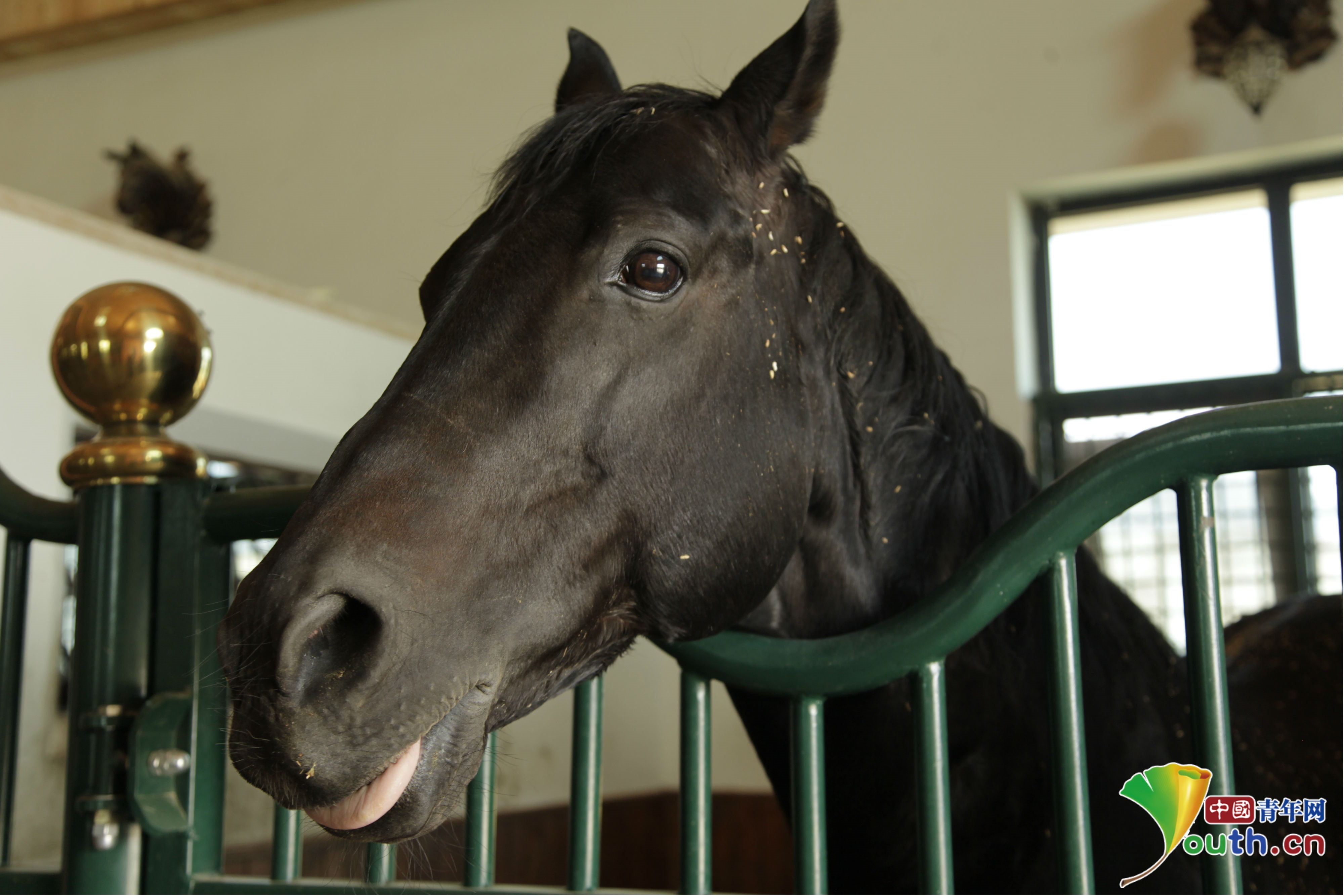 铁蹄舞动尘飞扬 看马儿如何萌翻众人