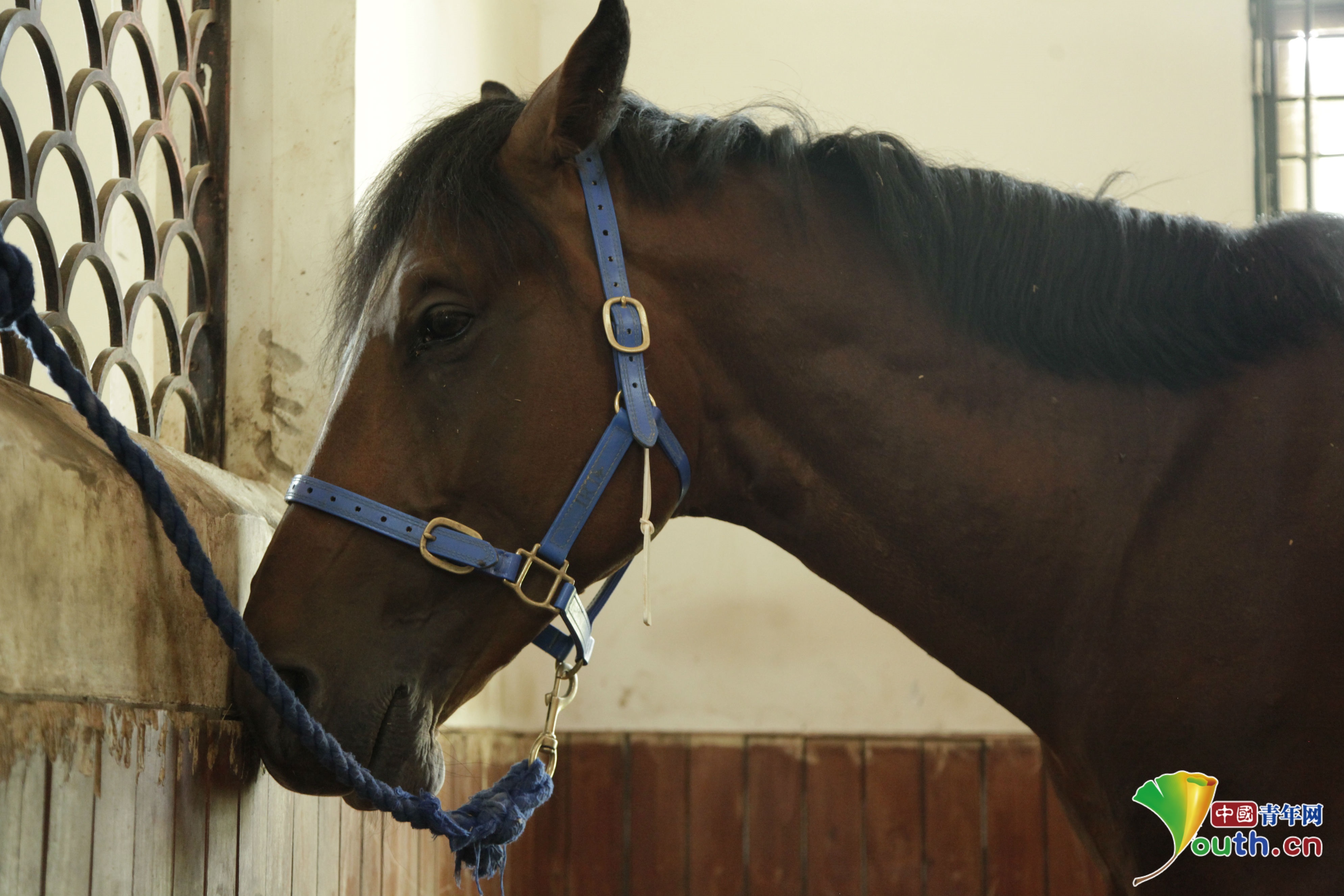 铁蹄舞动尘飞扬看马儿如何萌翻众人