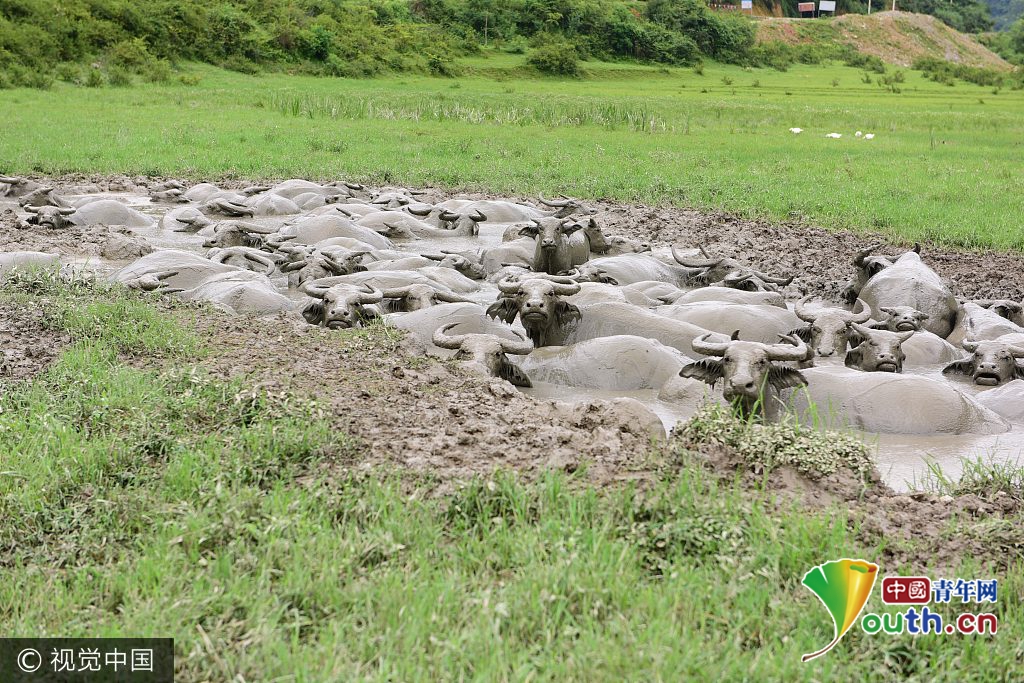 湖北恩施山区100多头水牛 黑泥地打滚消暑热不亦乐乎