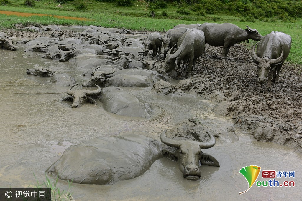 湖北恩施山区100多头水牛 黑泥地打滚消暑热不亦乐乎