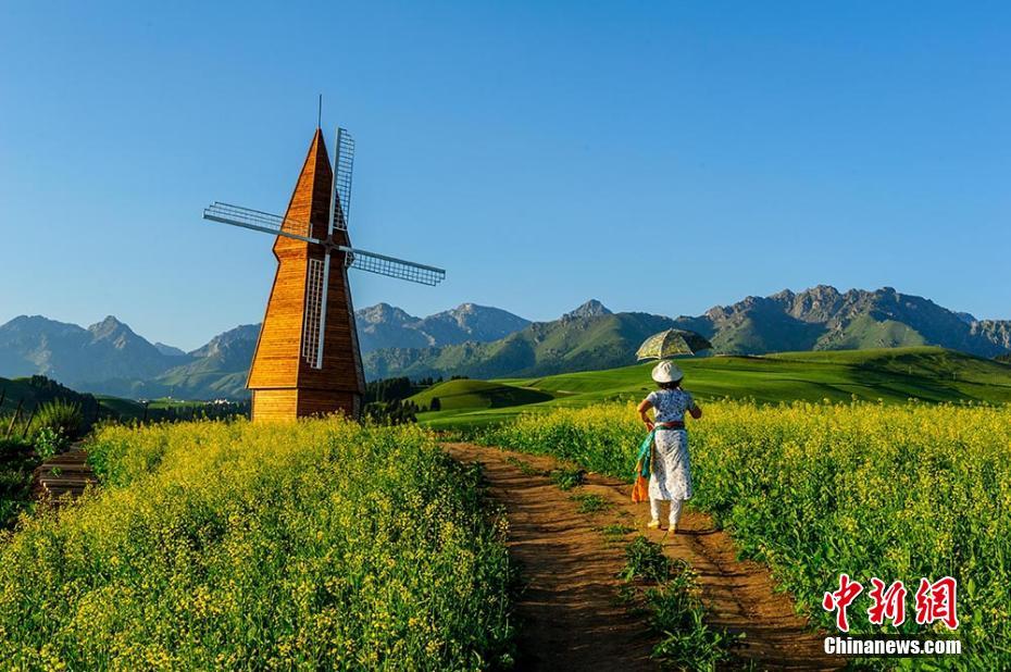 江布拉克景区近千亩油菜花和各色山花盛开