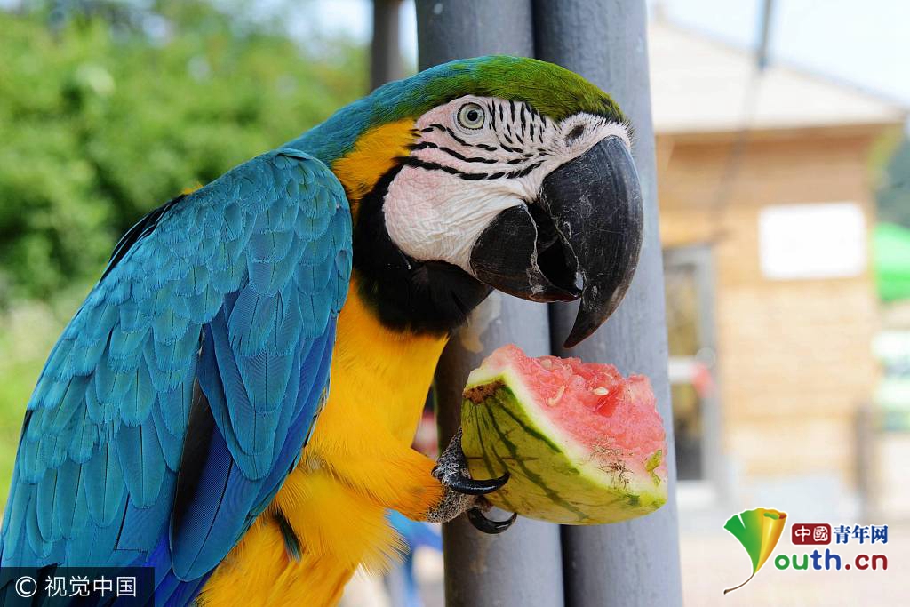夏季高温热浪来袭 盘点动物们的避暑高招