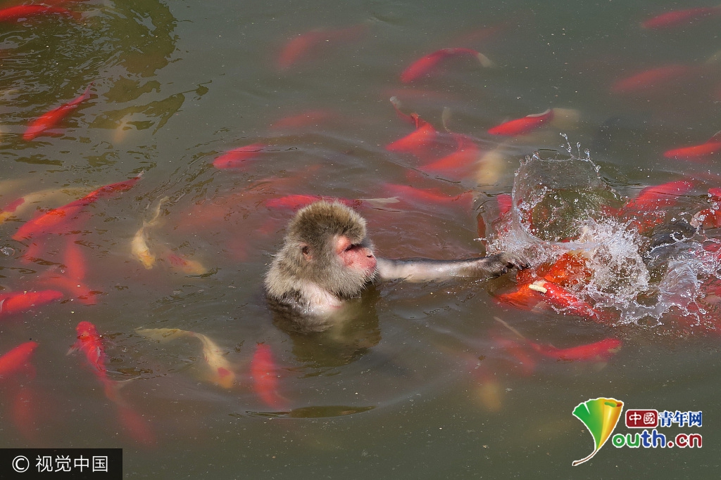 夏季高温热浪来袭 盘点动物们的避暑高招