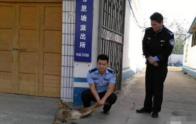 警察竟然一起捡了个动物园.jpg
