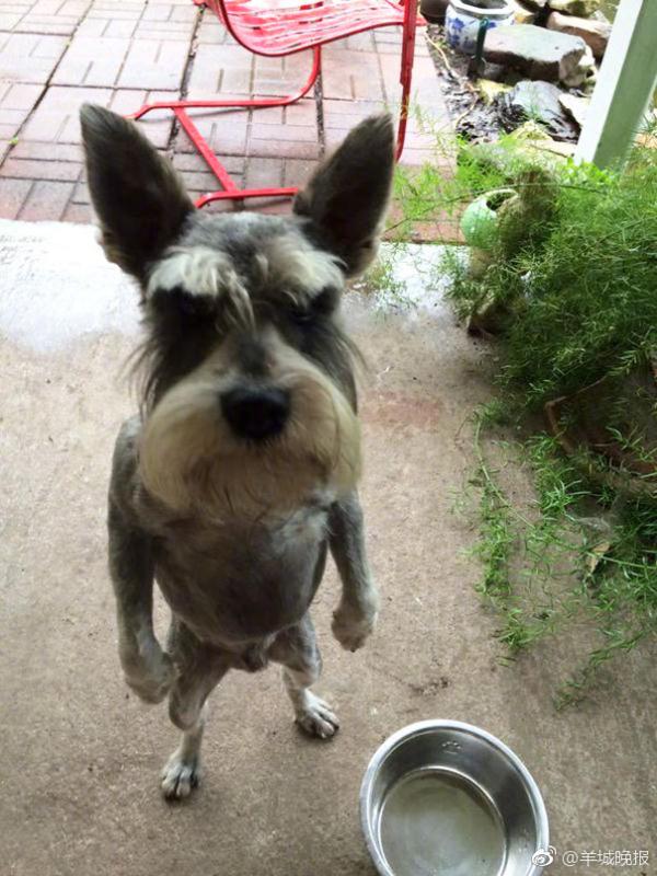 一组愤怒宝宝,隔着屏幕都感受到深深的怒气