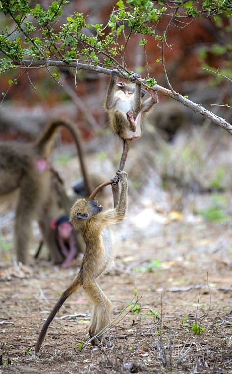 南非狒狒抓同伴尾巴倒挂 似做体操
