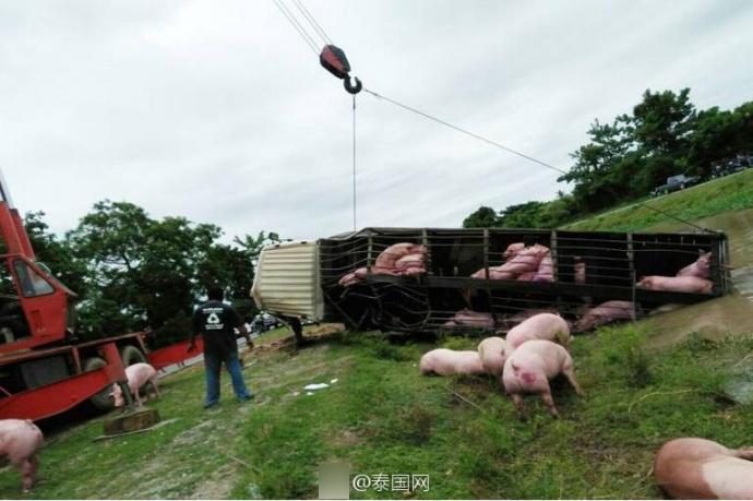 载100头猪大货车翻入水渠 60多头猪被淹死