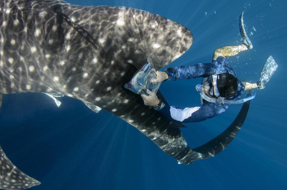 这些体长十米多的庞然大物 与渔民和平共处被当成幸运符